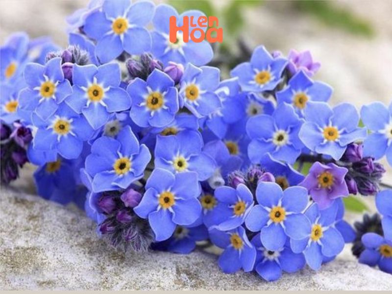 Hoa lưu ly màu xanh